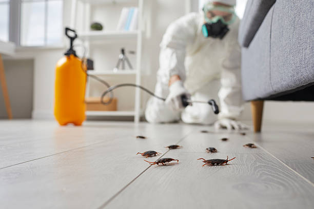 Post-Treatment Bed Bug Interceptor Monitoring in Harvey
